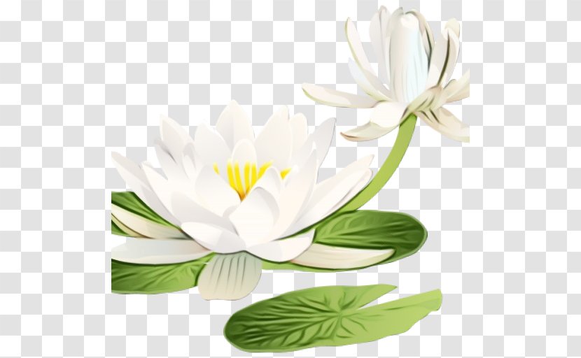 White Flower Petal Plant Flowering - Aquatic Leaf Transparent PNG