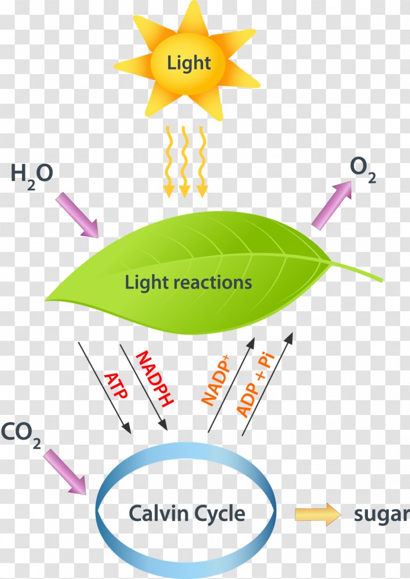 Light-dependent Reactions Light-independent Photosynthesis Calvin Cycle - Lightindependent - Light Transparent PNG