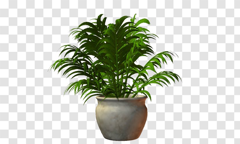 Lucky Bamboo Houseplant Tree - Dracaena - Plant Transparent PNG