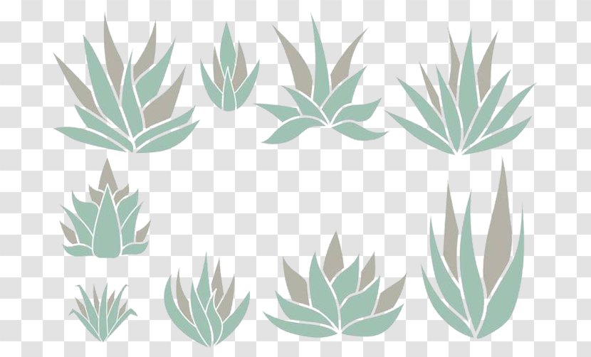 Agave Azul Vilmoriniana Tequila Euclidean Vector - Leaf - Aloe Plant Refreshing Non-toxic Transparent PNG