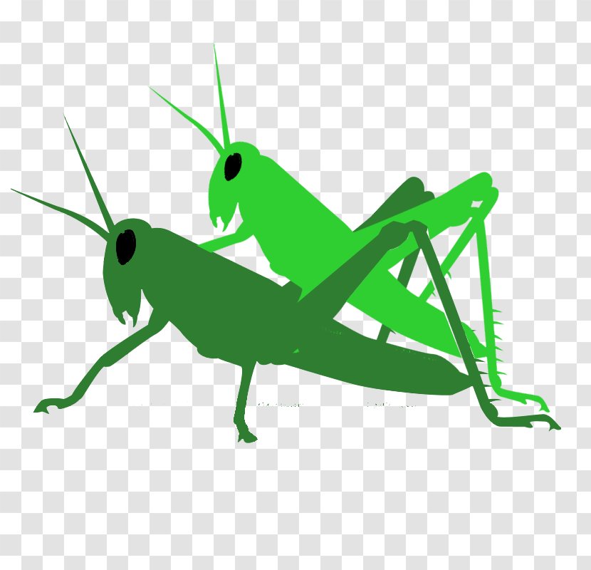 Grasshopper Locust Pest Clip Art - Organism Transparent PNG
