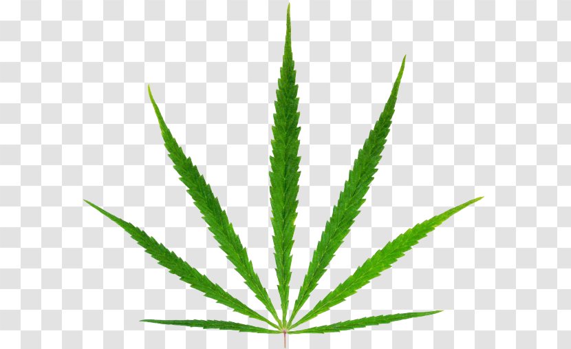 Cannabis Sativa Marijuana Hemp Medical - Leaf Transparent PNG