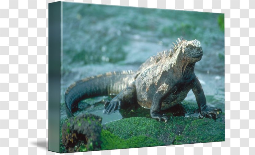Common Iguanas Reptile Amphibians Book Transparent PNG