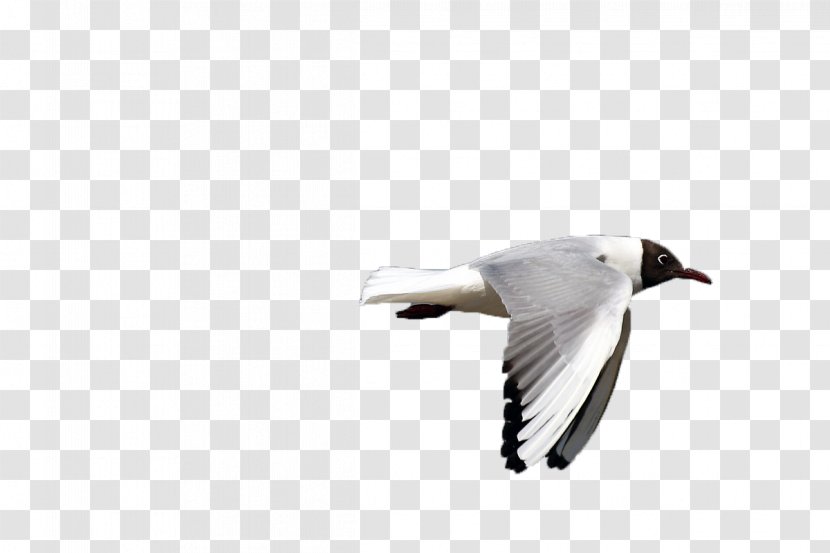 Gulls Bird Goose Flight - Beak - White Gull Transparent PNG