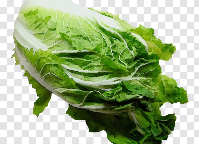 Leaf Vegetable Food Lettuce Romaine - Sorrel - Chard Transparent PNG