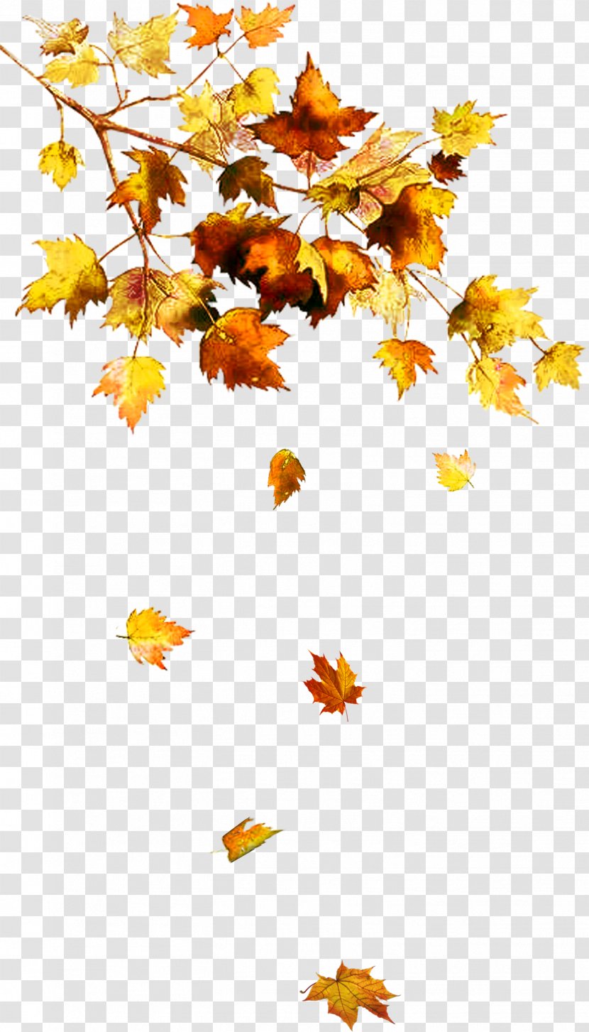 Autumn Leaf Color Tree Chanson D'automne - Orange - Texture Transparent PNG