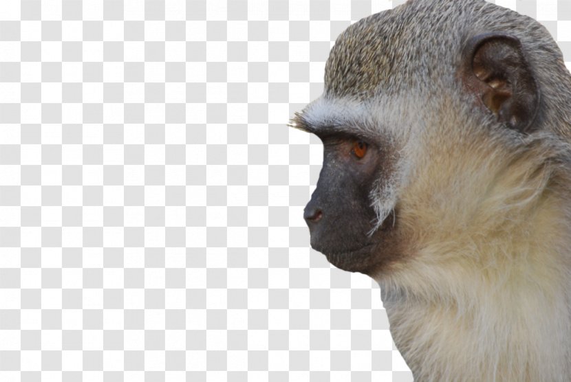 Monkeyland Primate Sanctuary Vervet Monkey Plettenberg Bay - Old World - Face Transparent PNG