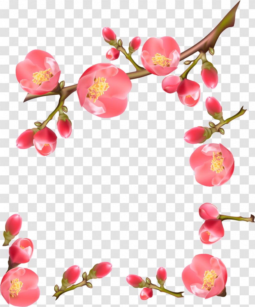 Flowering Quince Royalty-free - Prunus - Spring Transparent PNG