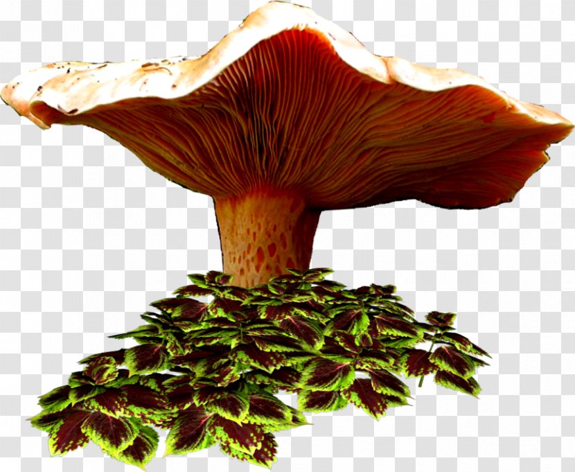 Mushroom Centerblog Drawing Image - Cartoon Transparent PNG