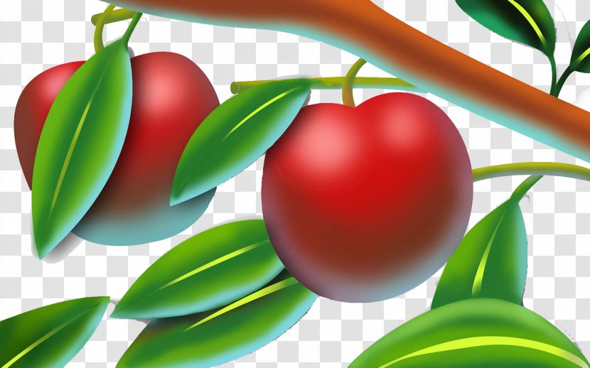 Apple Auglis Branch Fruit - Leaf - Red On The Transparent PNG