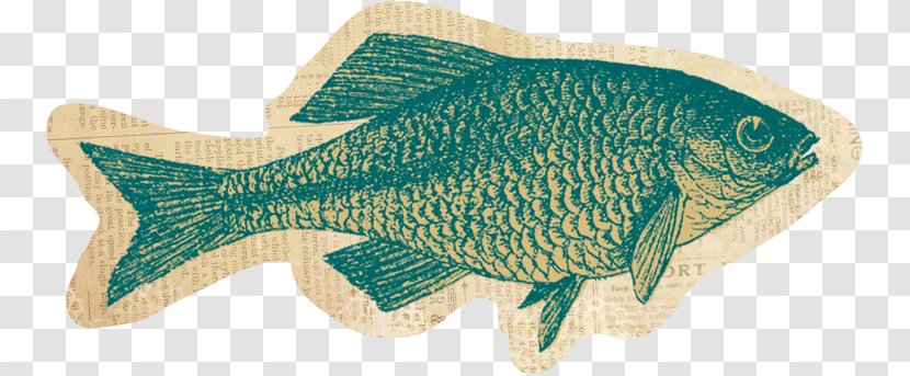 Tilapia Fish Animal - Trail Mix Transparent PNG