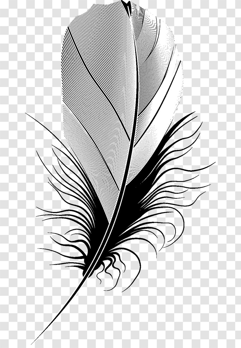 Feather Image Quill Silhouette - White Transparent PNG