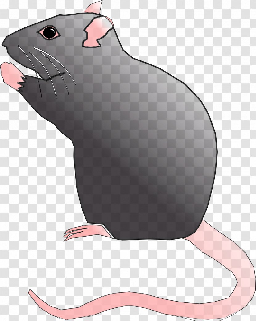Rat Mouse Gerbil Clip Art - Rodent Transparent PNG