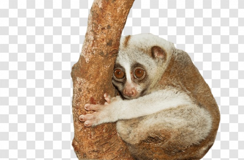 Pygmy Slow Loris Primate Javan Slender Threatened Species - Framed 2 Transparent PNG