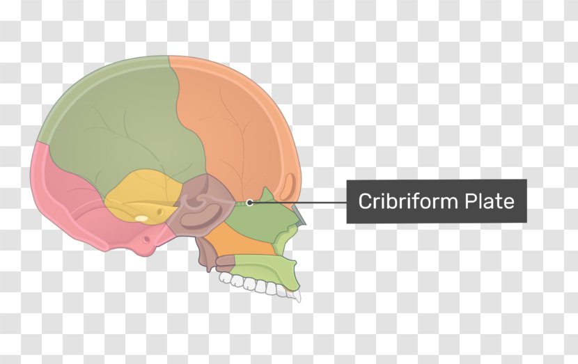 Cribriform Plate Ethmoid Bone Olfactory Nerve Sinus Skull - Cartoon Transparent PNG
