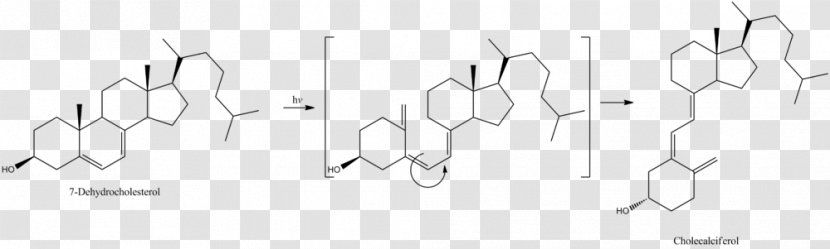 Angle Pregnenolone - Tree - Silhouette Transparent PNG