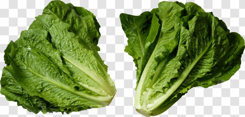 Romaine Lettuce Salad E. Coli Food - Spinach - Green Image Transparent PNG