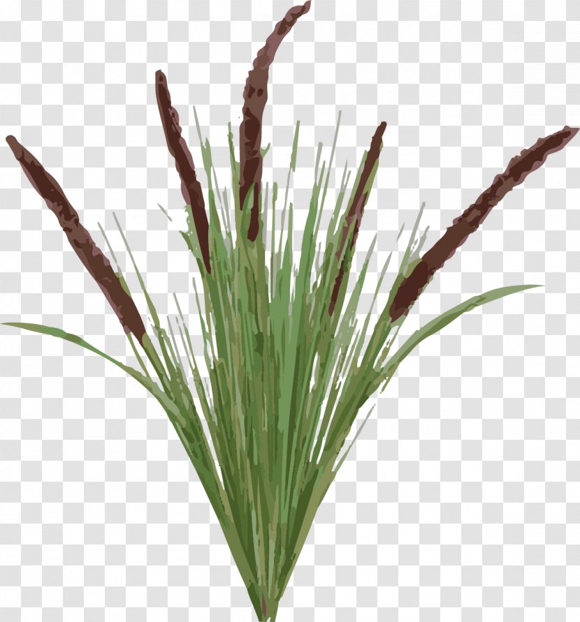 Typha Latifolia Plant Tail Grasses - Vetiver Transparent PNG