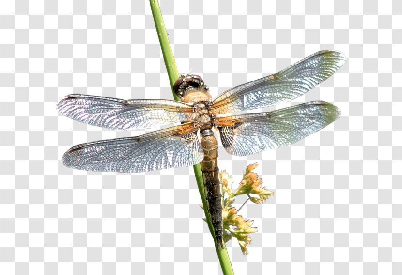 Dragonfly Insect Cruella De Vil Sarthe - Video Transparent PNG