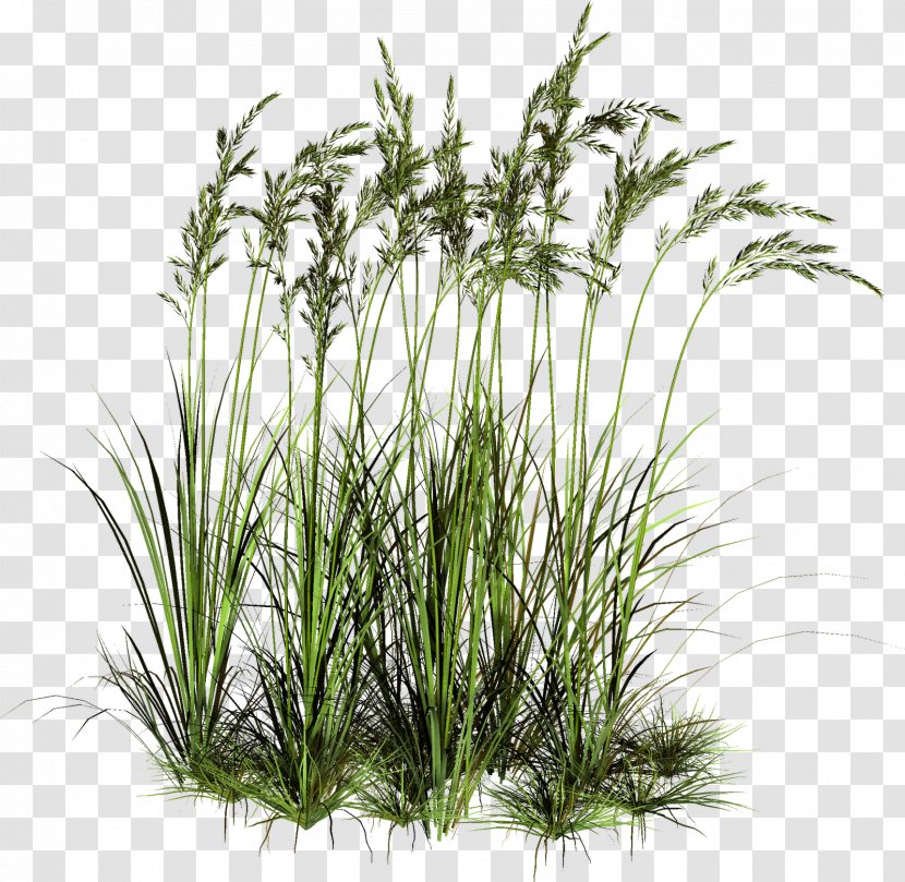 Rendering Plant Clip Art - Terrestrial - Tall Grass Pic Transparent PNG