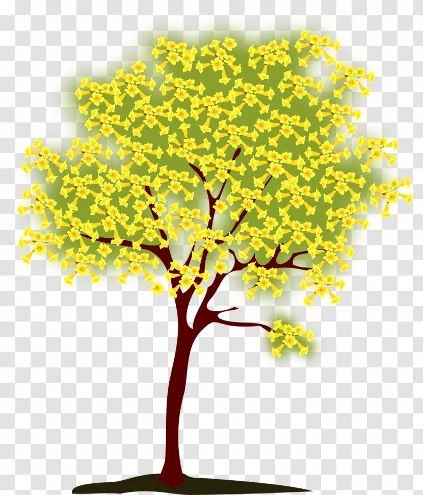 Handroanthus Chrysotrichus Tree Clip Art - Tabebuia - Blooming Transparent PNG