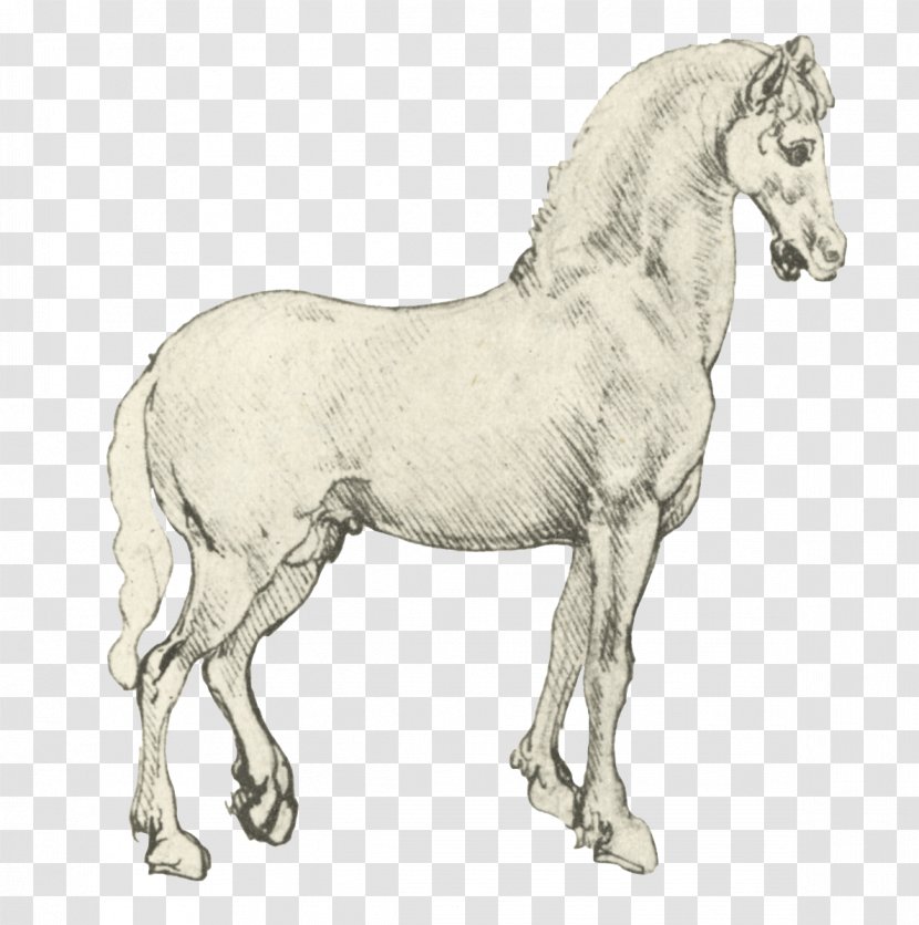 Drawing Mustang Stallion Animal Foal - Horse Transparent PNG