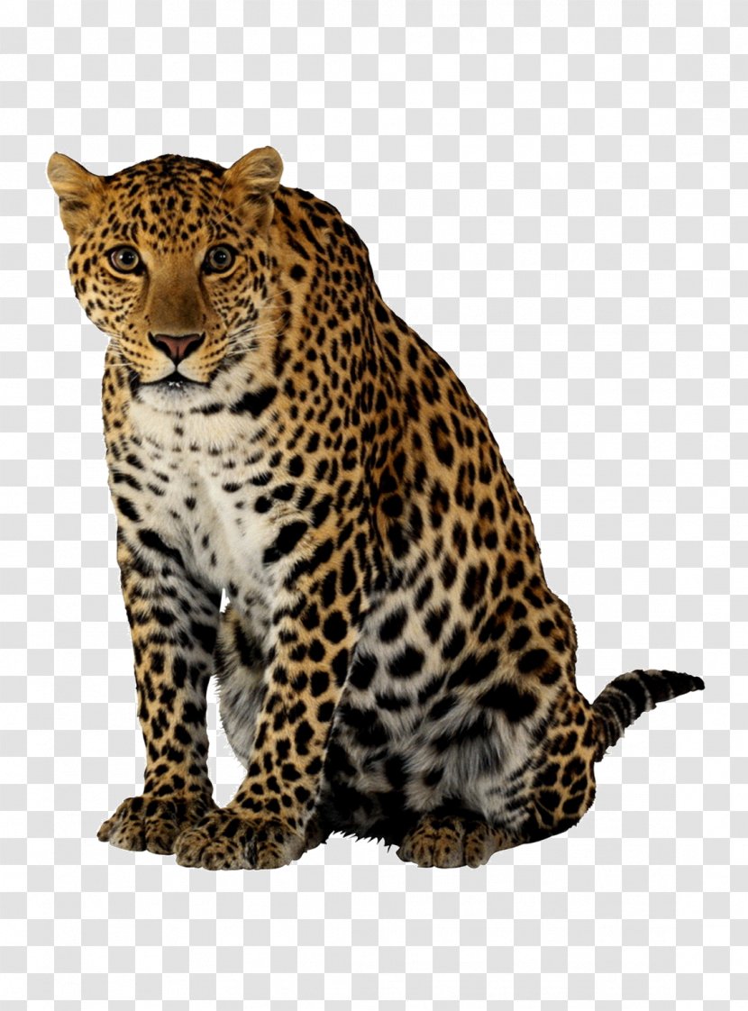 Leopard Cheetah Lion - Big Cats - Image Transparent PNG