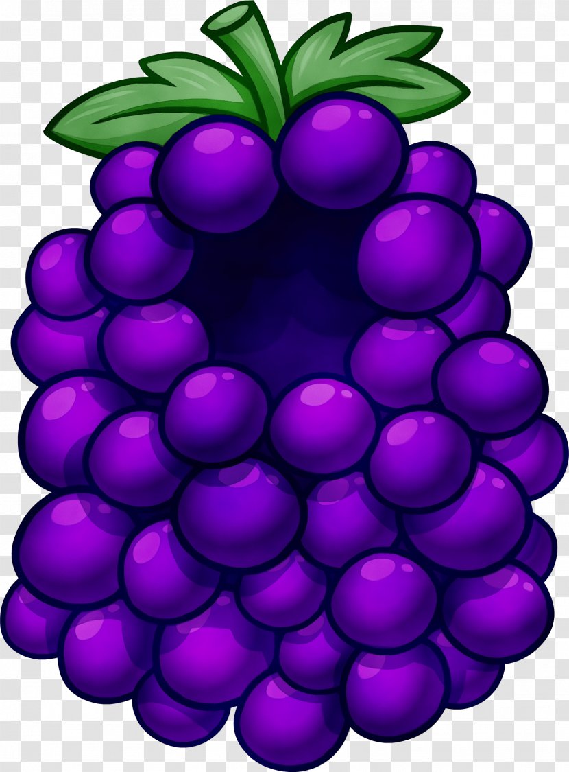 Grape Violet Purple Grapevine Family Fruit - Wet Ink - Vitis Seedless Transparent PNG