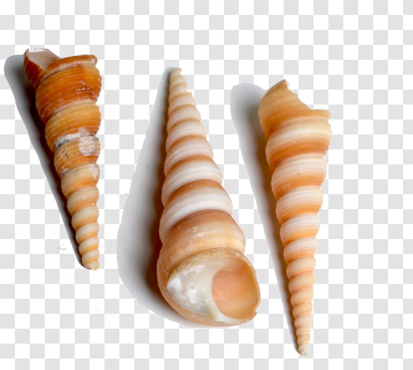 Seashell Conchology Spiral Cowry Sea Snail Transparent PNG