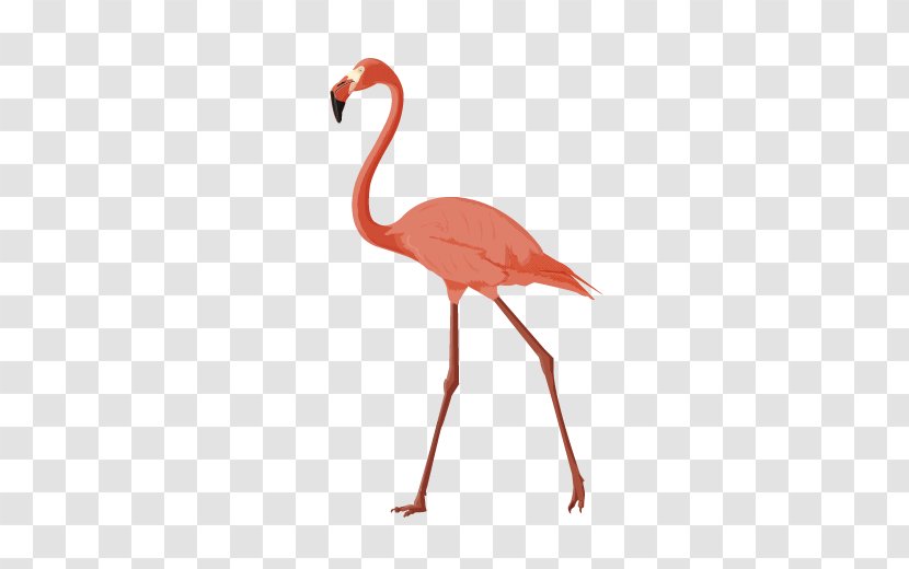 Crane Bird Animal - Redcrowned - Flamingo Transparent PNG
