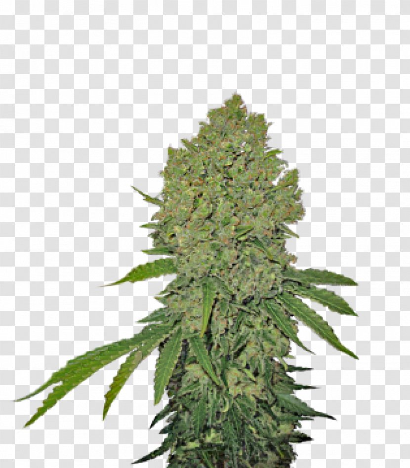 Feminized Cannabis Sensi Seeds Sativa Transparent PNG