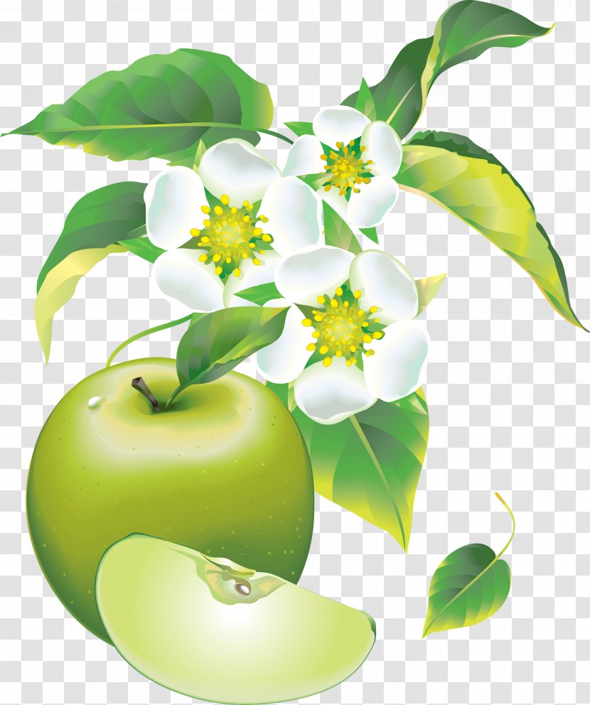 Apples Picture Frame Clip Art - Herb - Painted Green Apple Transparent PNG