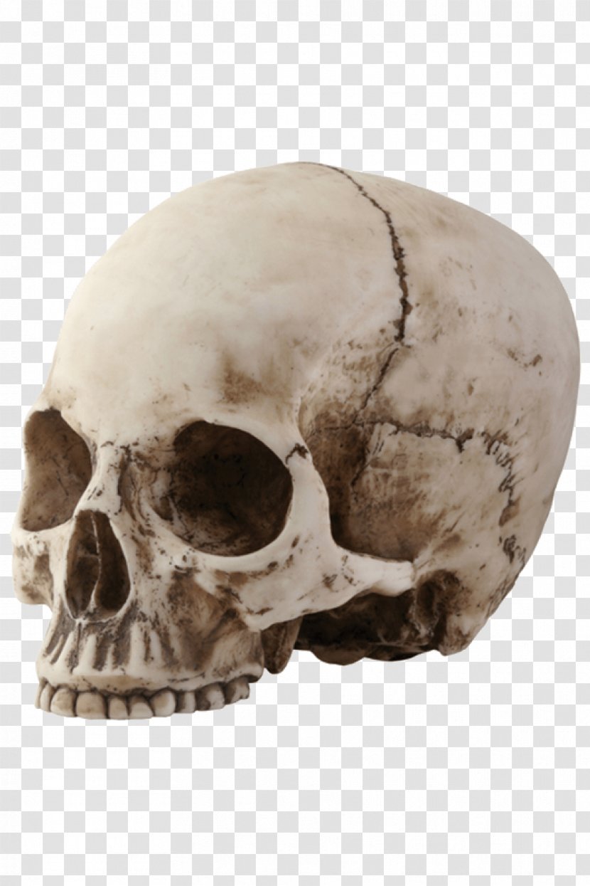 Skull Skeleton Bone - Head - Cranial Transparent PNG