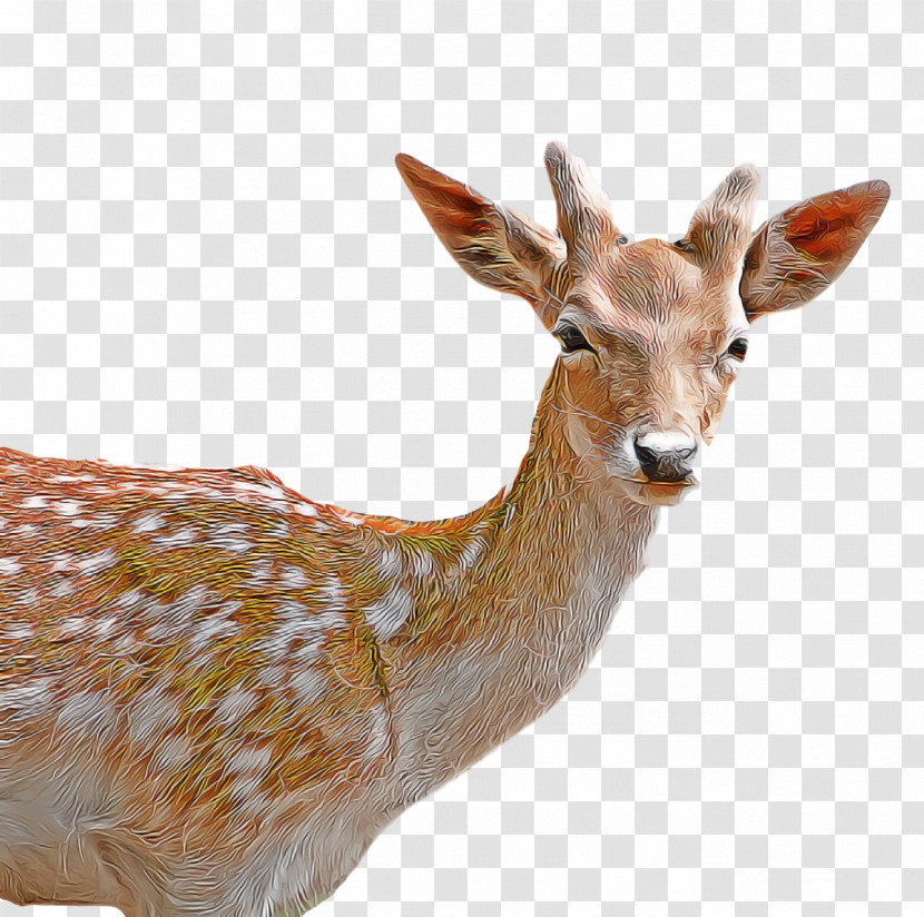 White-tailed Deer Deer Gazelle Springbok Antler Transparent PNG