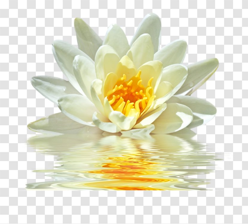 Nothing Happens By Chance Intuition Synchronicity Teacher Chakra - Aquatic Plants Transparent PNG