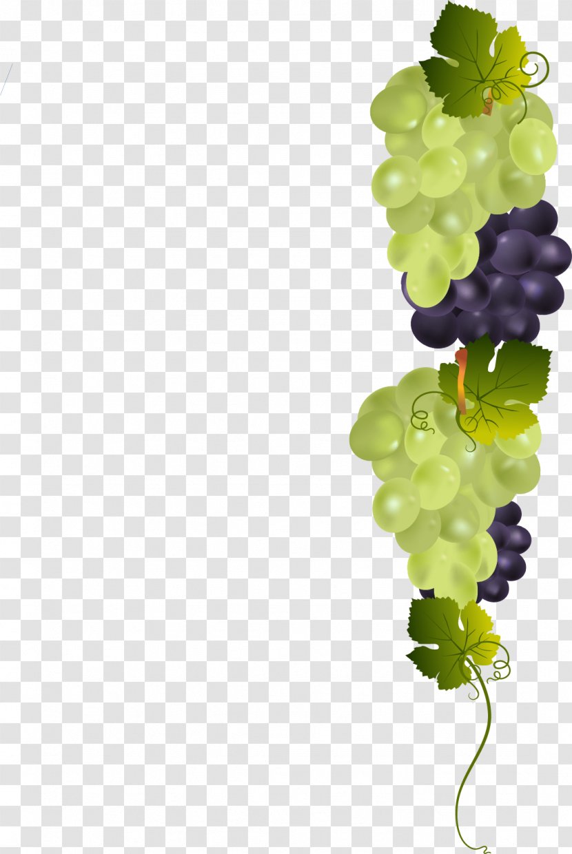 Grape - Vitis - Vector Painted A Bunch Of Grapes Transparent PNG