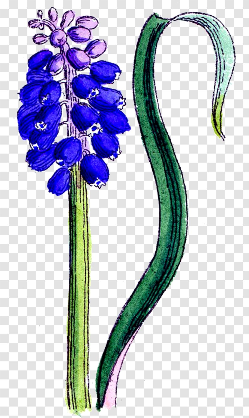 Hyacinth Flower Clip Art - Organism Transparent PNG
