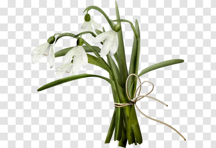 Snowdrop Flower Bouquet Clip Art - Floristry - Bundled Bell Transparent PNG