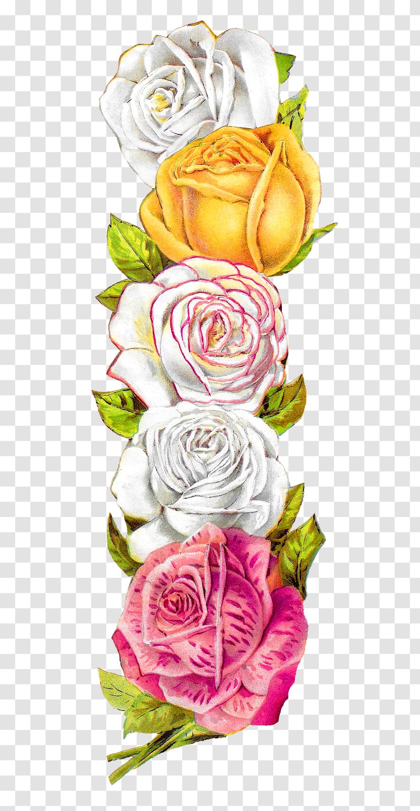 Garden Roses Cabbage Rose Floral Design Clip Art Image - Flower Transparent PNG