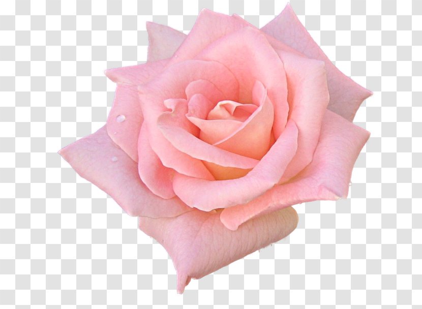 Garden Roses Flower Pink Black Rose - Peach - Blush Floral Transparent PNG