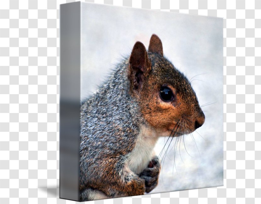 Fox Squirrel Eastern Gray Western Animal Transparent PNG