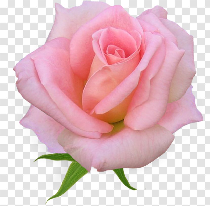 Blessing Sunday God Bless You - Rose Order - Cut Flowers Transparent PNG
