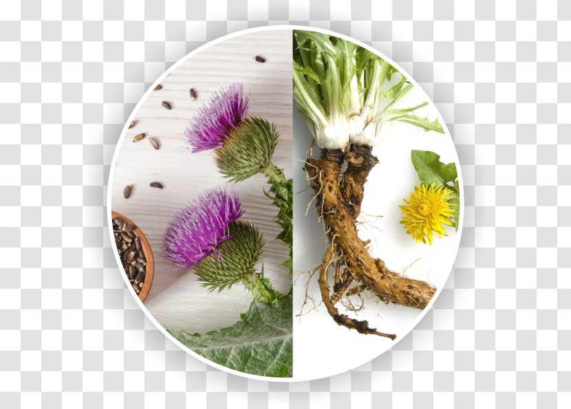 Common Dandelion Taraxacum Sect. Ruderalia Root Plant Liver - Tree - Heart Transparent PNG