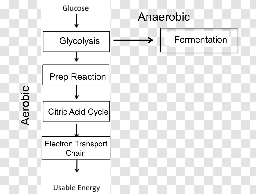 Cellular Respiration Anaerobic Organism Electron Transport Chain - White Transparent PNG