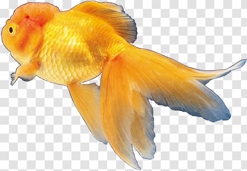 Goldfish Tropical Fish Ornamental - Freshwater Aquarium Transparent PNG