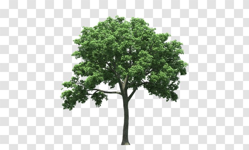 American Elm Tree Cedar Quercus Polymorpha Maple Transparent PNG