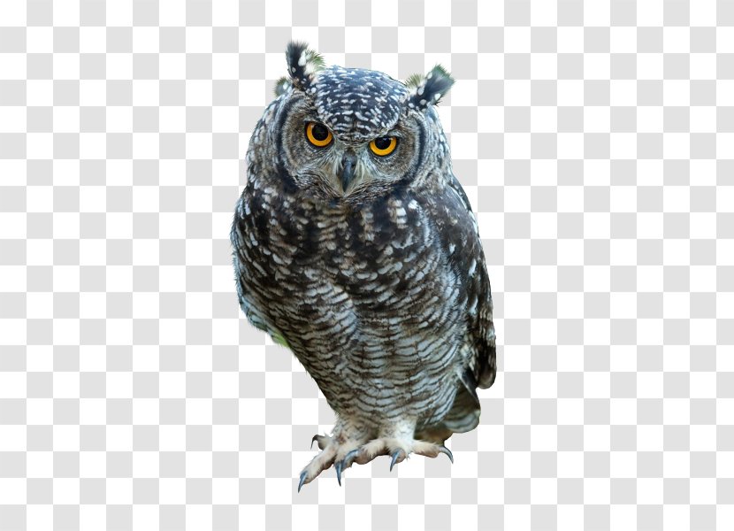 Great Horned Owl Bird Indian Eagle-owl Snowy Transparent PNG