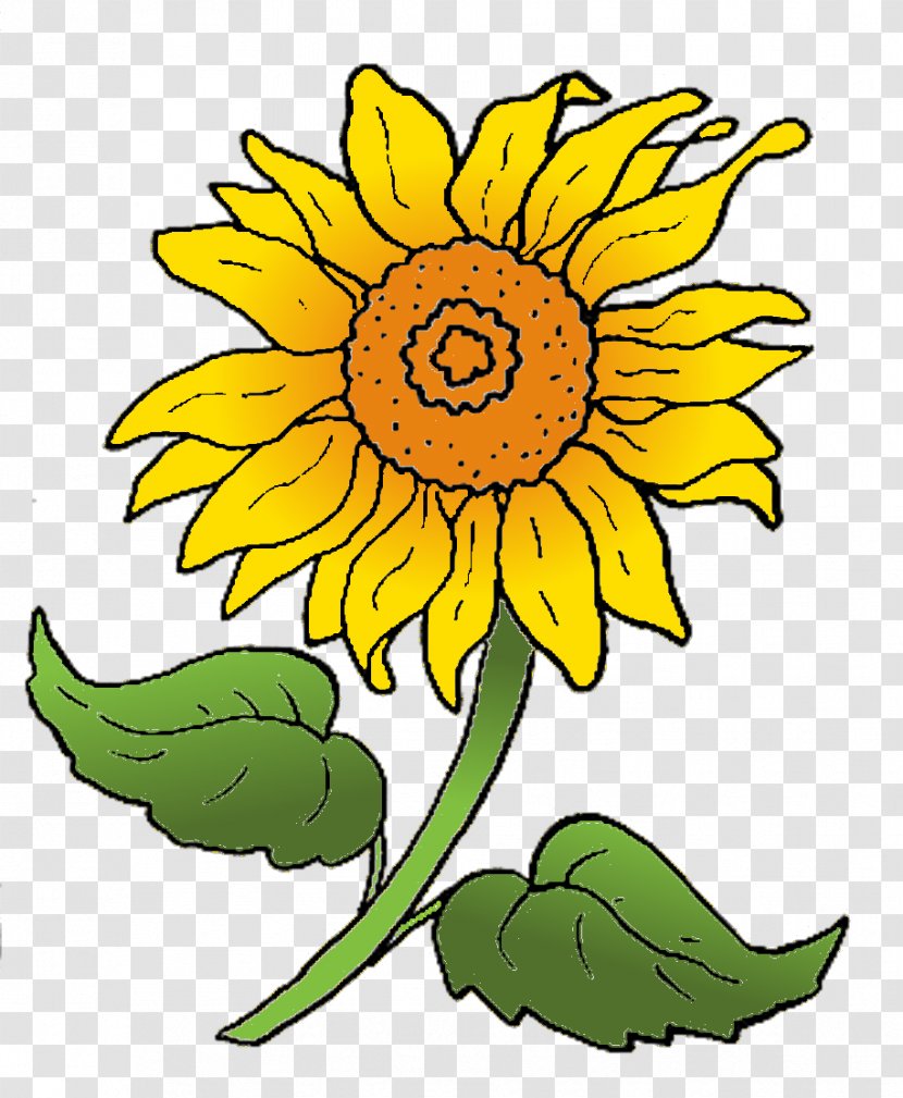 Common Sunflower Seed Cut Flowers Clip Art - Daisy Family - Sonnenblume Clipart Transparent PNG