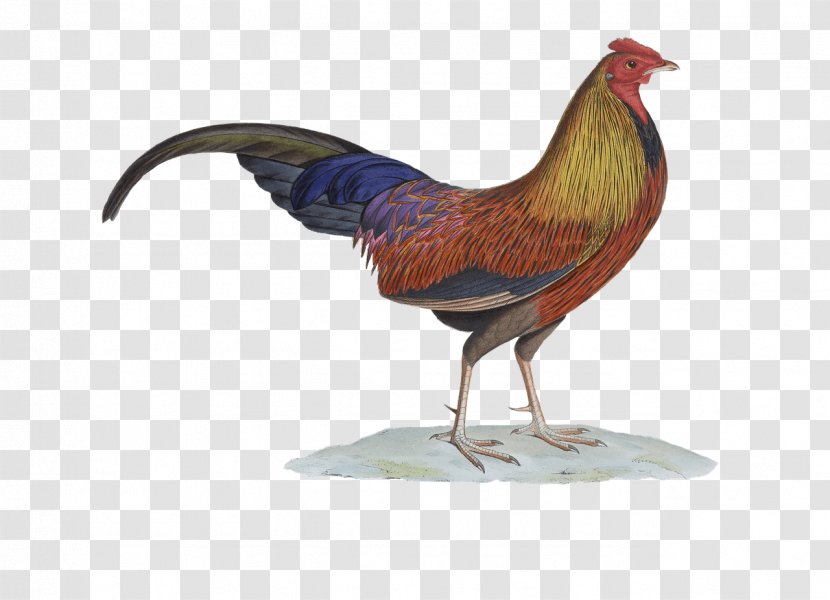 Chicken Rooster Sri Lankan Junglefowl Bird Galliformes Transparent PNG