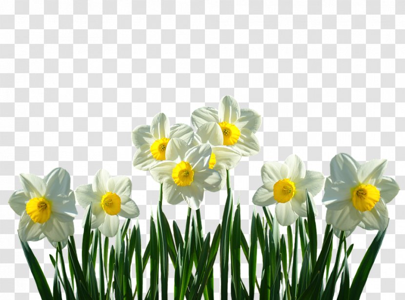 Wild Daffodil Cut Flowers Tulip Plant - Seed - Flower Transparent PNG